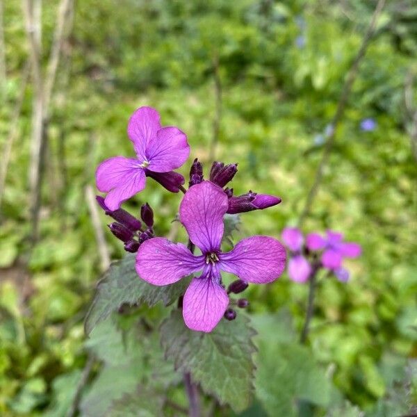 Lunaria annua ফুল