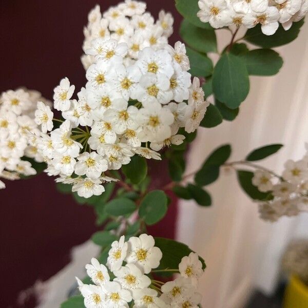 Spiraea media Flor