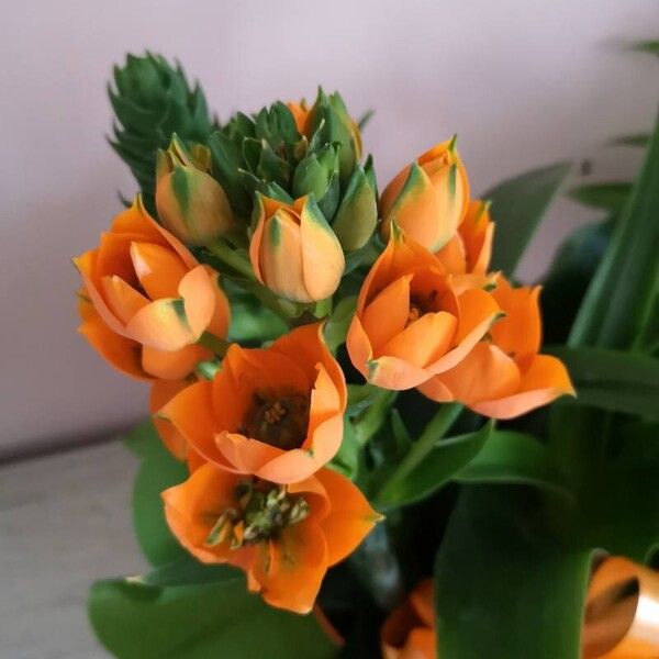 Ornithogalum dubium 花