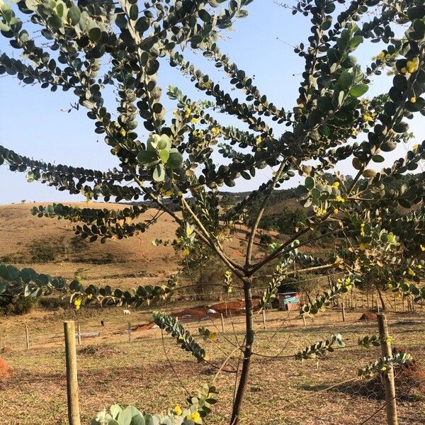 Acacia podalyriifolia Лист