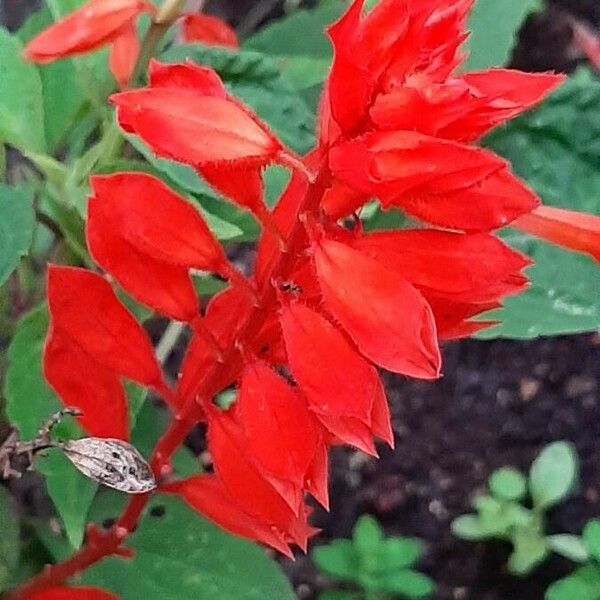 Salvia splendens Žiedas