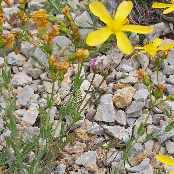 Hypericum linarioides Žiedas