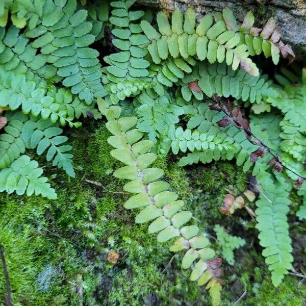 Asplenium platyneuron List