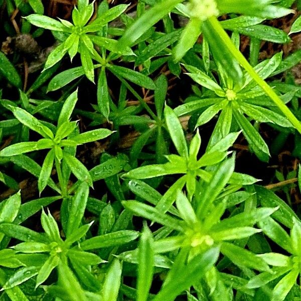 Galium anisophyllon ഇല