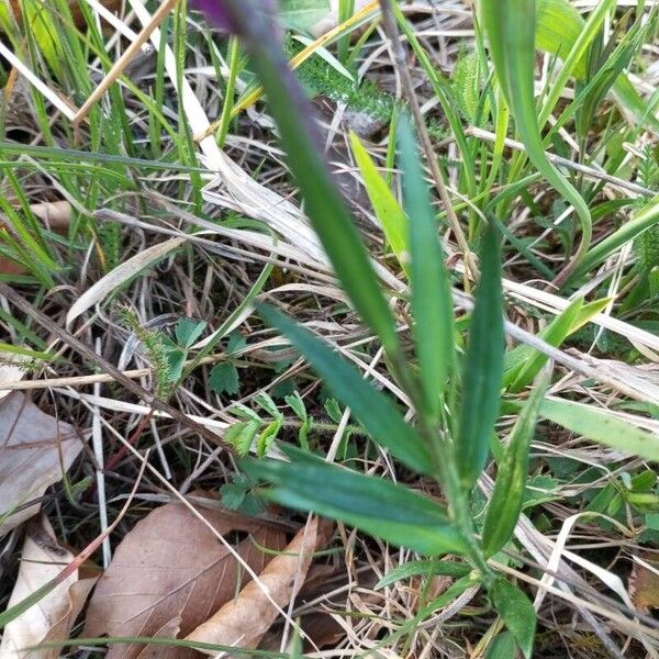 Polygala major Hostoa