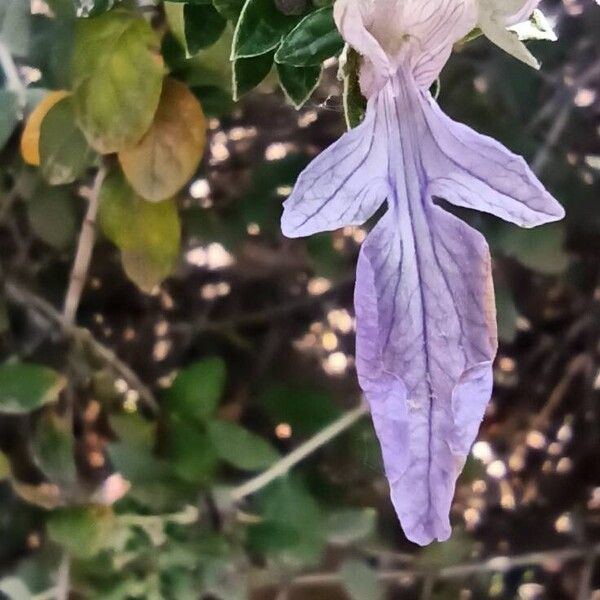 Teucrium fruticans Žiedas