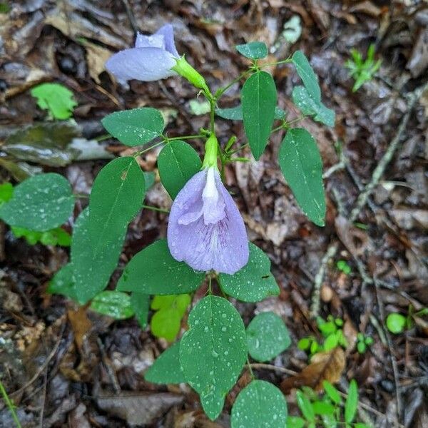 Clitoria mariana Çiçek