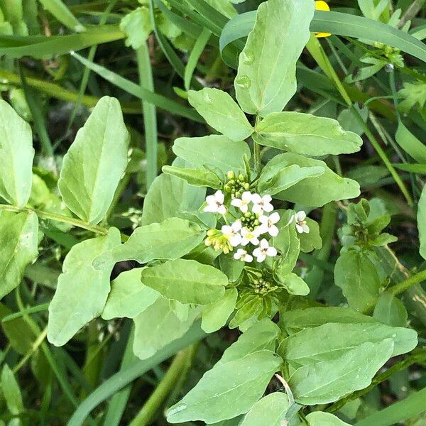 Nasturtium microphyllum عادت