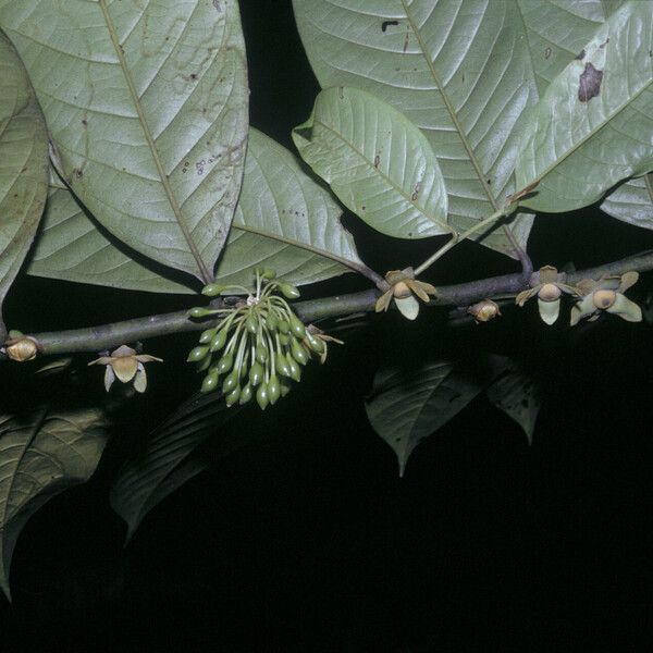 Guatteria punctata Leaf