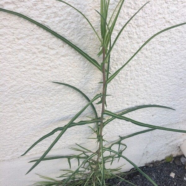 Lactuca saligna Costuma