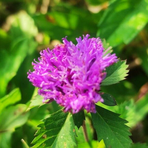 Centratherum punctatum Flors