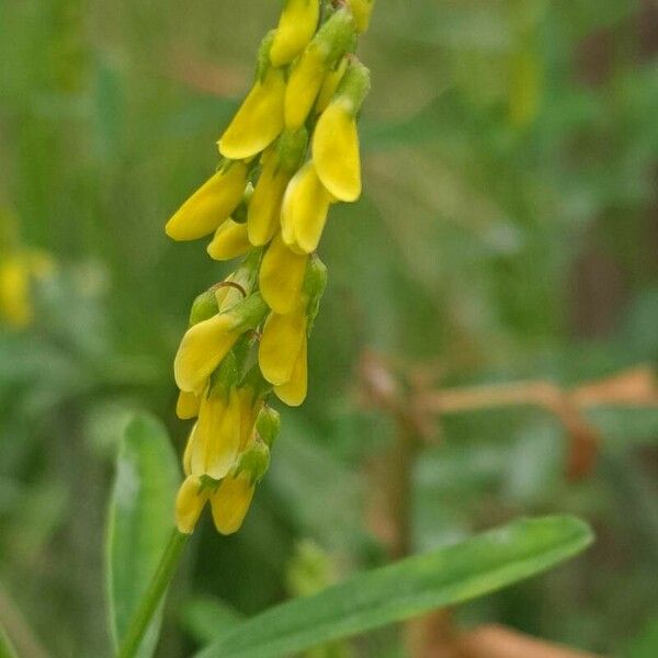 Melilotus officinalis Flor