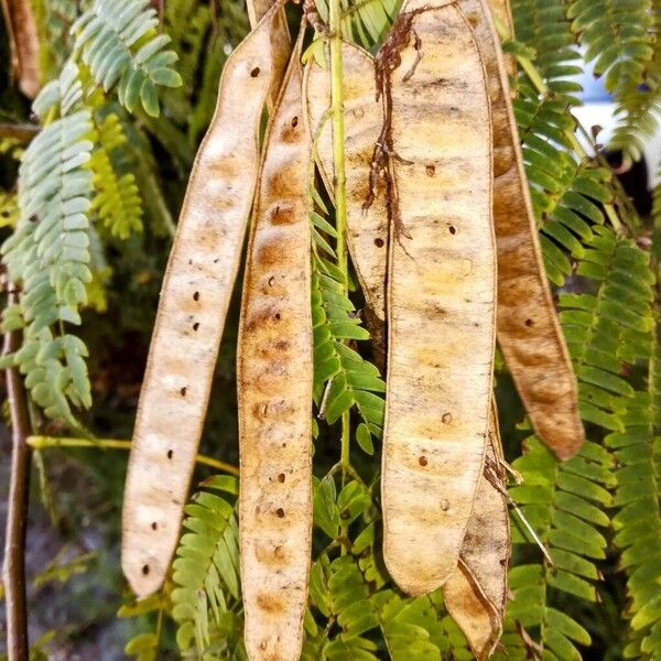 Albizia julibrissin Fruit