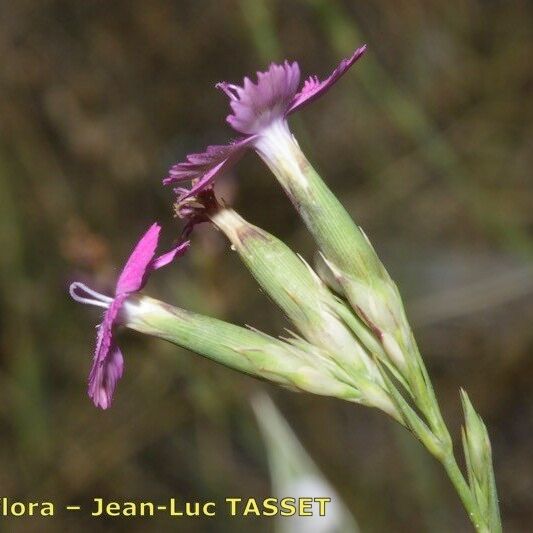 Dianthus scaber Fiore