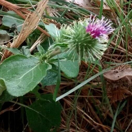 Arctium minus Õis