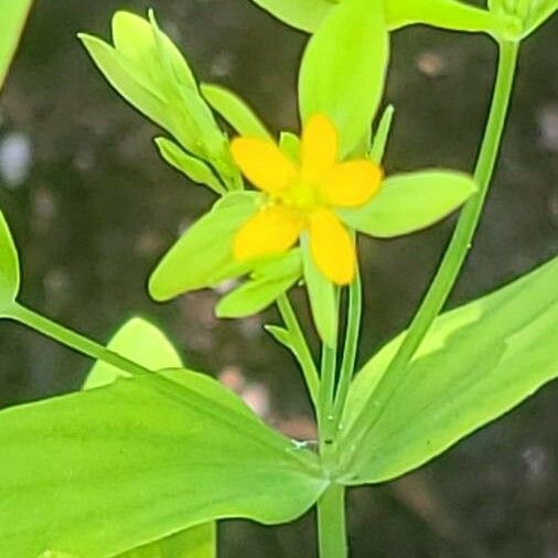 Hypericum mutilum Flower