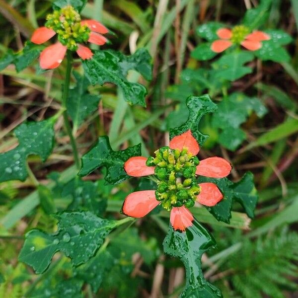 Euphorbia heterophylla ফুল