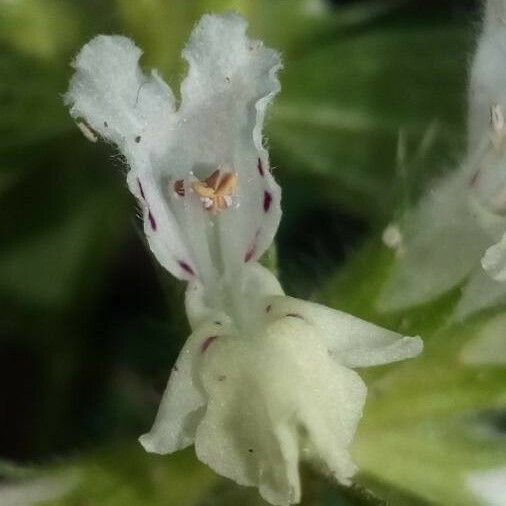 Stachys annua Blomma