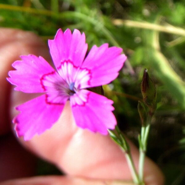 Dianthus deltoides Kwiat