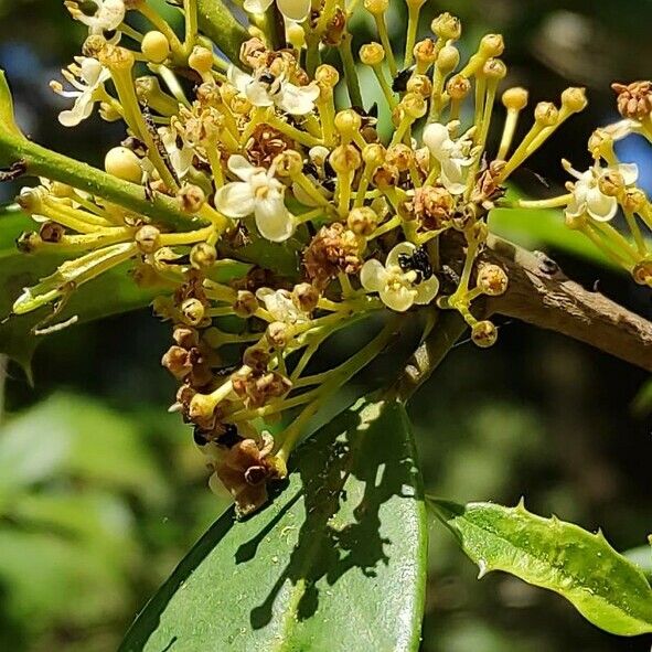 Ilex opaca Flower