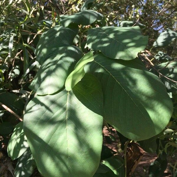 Annona senegalensis Frunză