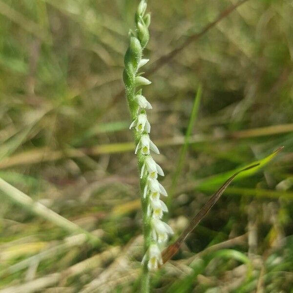 Spiranthes spiralis Fiore