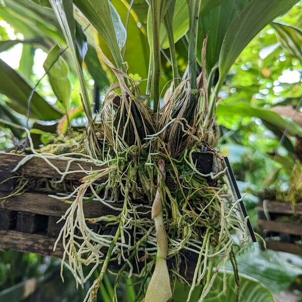 Stanhopea wardii Bark