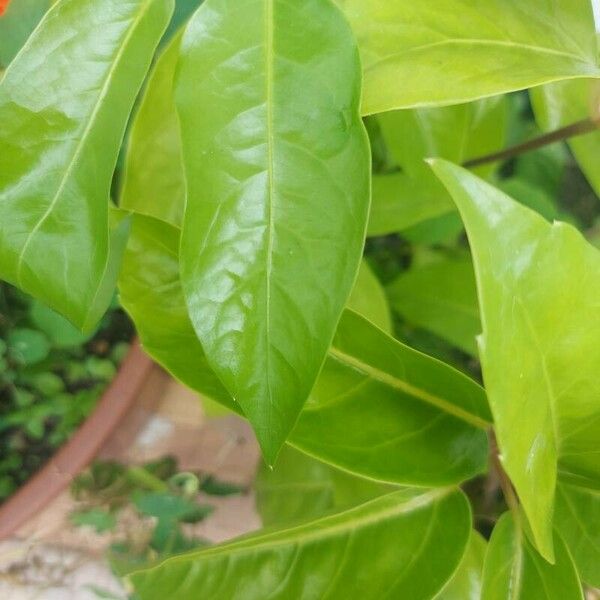 Cestrum nocturnum Leaf