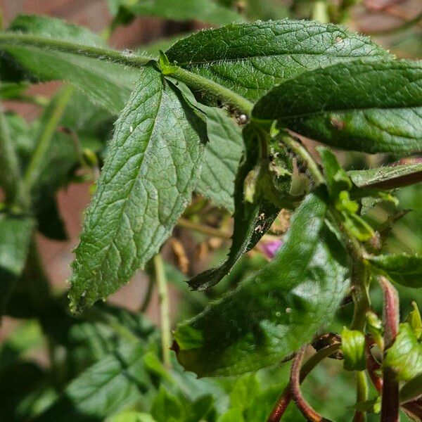 Epilobium hirsutum Lehti