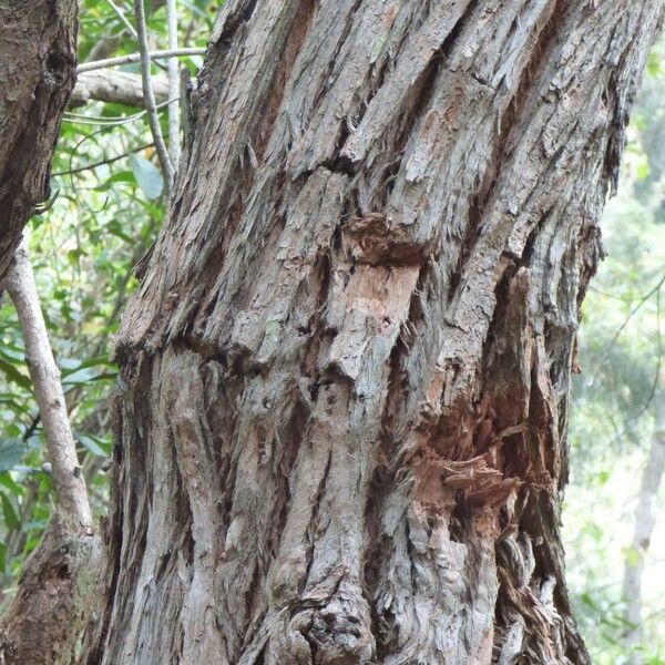 Eucalyptus robusta Bark