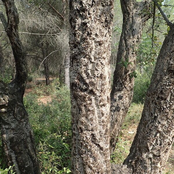 Quercus suber Bark