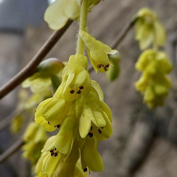 Corylopsis spicata Blomst