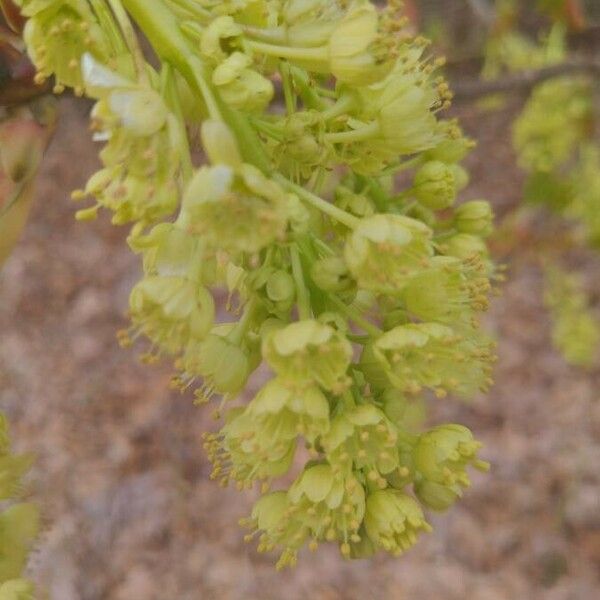 Acer macrophyllum Květ