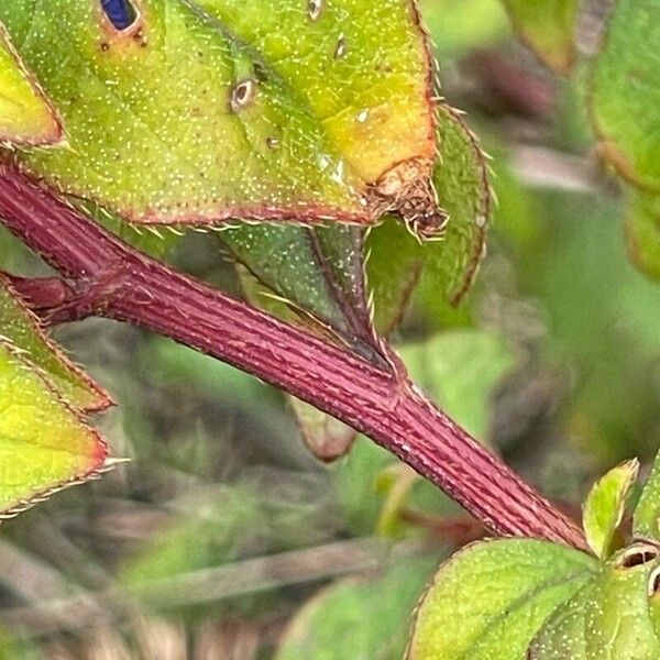 Ceratostigma willmottianum Žievė