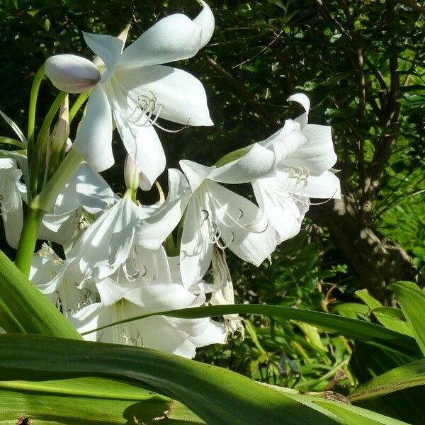 Crinum moorei ᱵᱟᱦᱟ