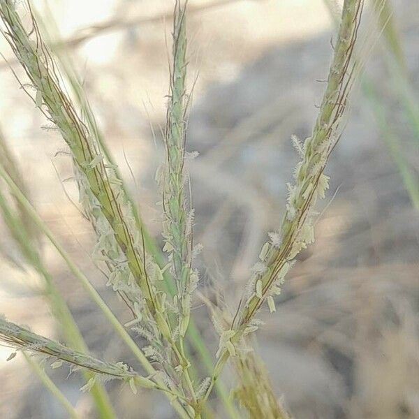 Dichanthium annulatum 花