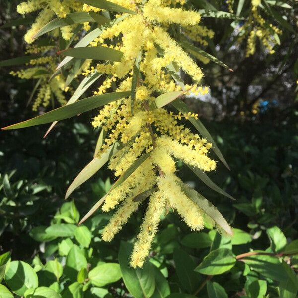 Acacia longifolia Blüte