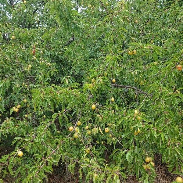 Prunus rivularis Habitus