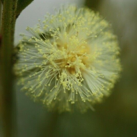 Acacia mearnsii Autre