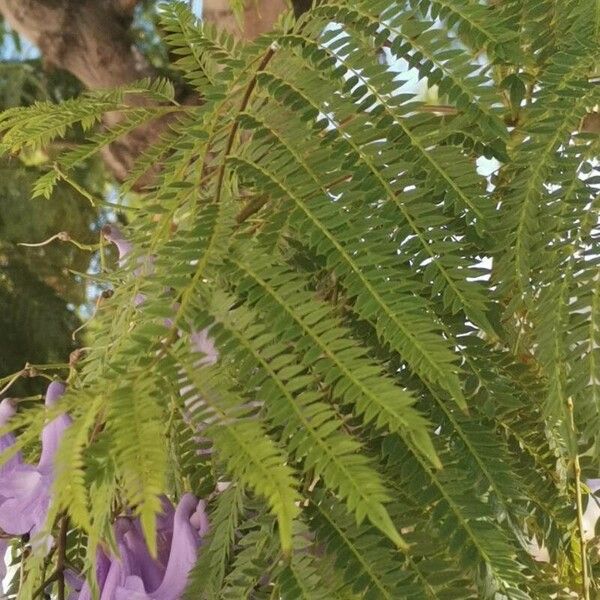 Jacaranda mimosifolia 葉