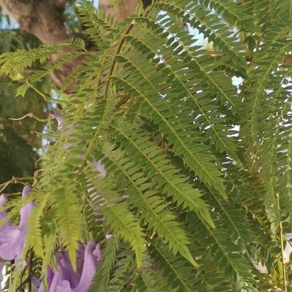 Jacaranda mimosifolia Folio