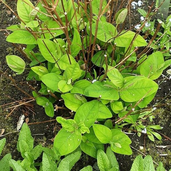 Gaultheria shallon Habitus