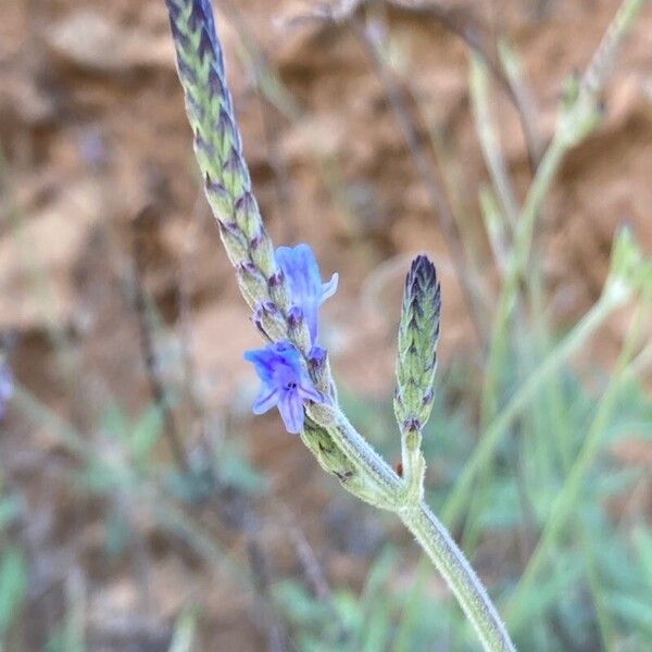 Lavandula canariensis Cvet