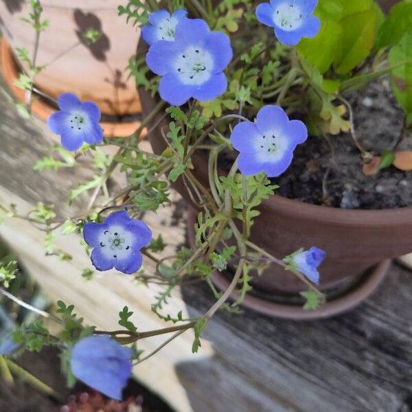 Nemophila menziesii ফুল