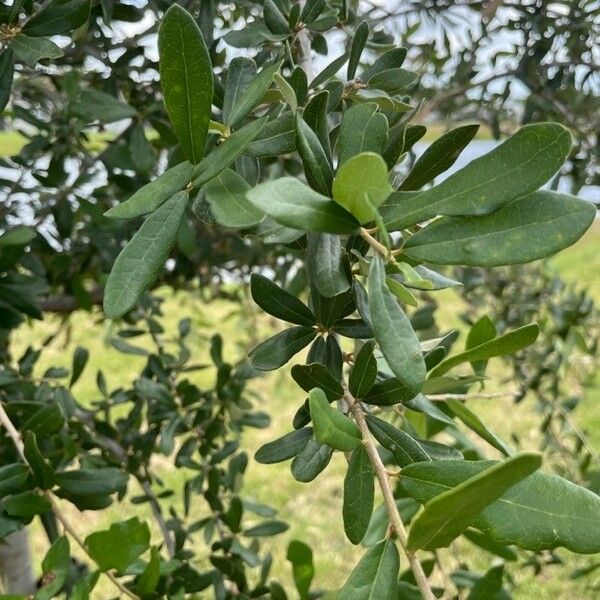 Quercus fusiformis Leaf