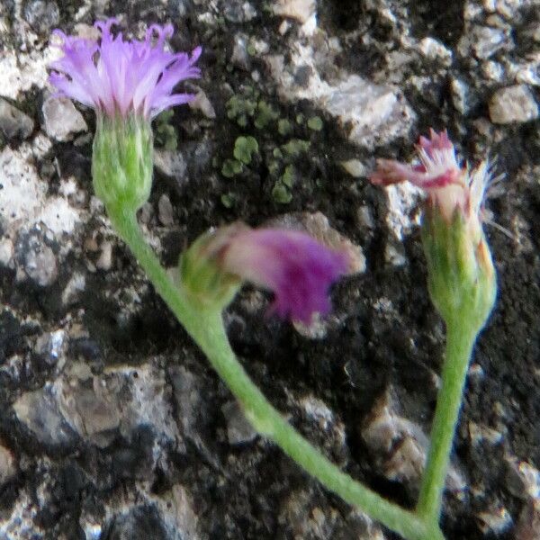 Emilia sonchifolia 花