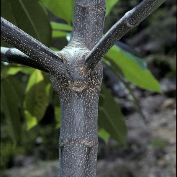 Alstonia macrophylla Rinde