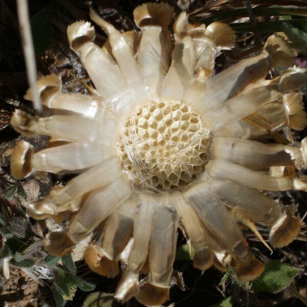 Centaurea acaulis Fruit
