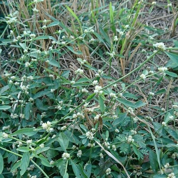 Alternanthera sessilis Flower