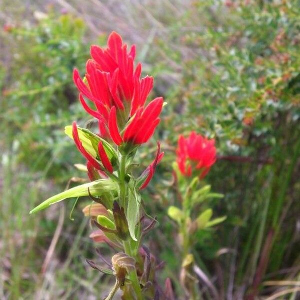 Castilleja fissifolia Кветка